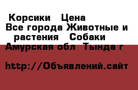 Корсики › Цена ­ 15 000 - Все города Животные и растения » Собаки   . Амурская обл.,Тында г.